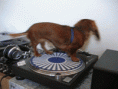 /album/fenykepgaleria/mozgo-tacsi-gif/